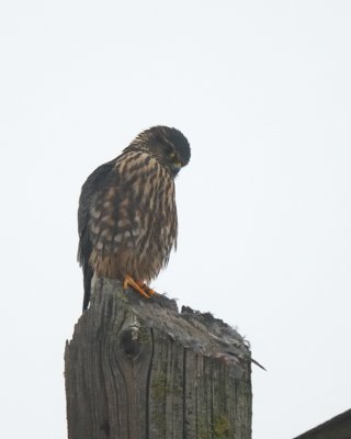 Merlin adult female