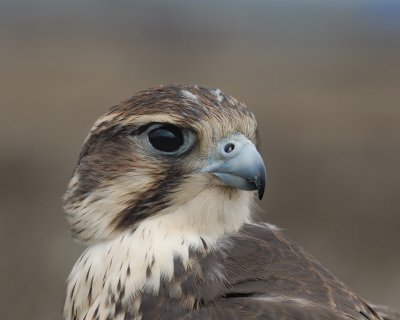 Doug Scott's Prairie Falcon Ziva