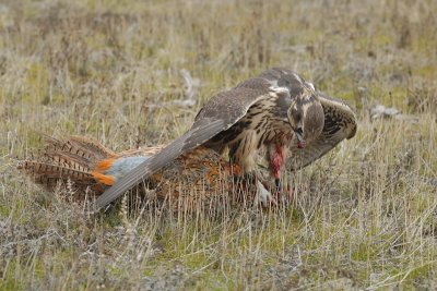 Doug Scott's Prairie Falcon Ziva with Ring-necked Pheasant