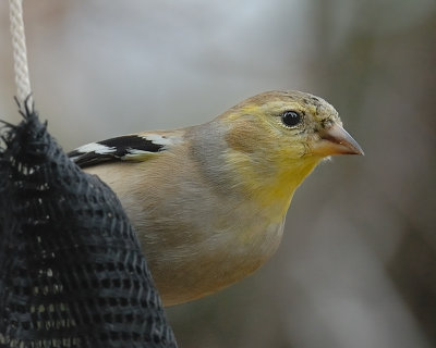 Goldfinch molting to breeding plumage