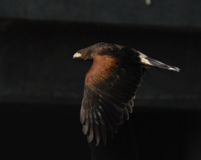 bof_harris_hawks