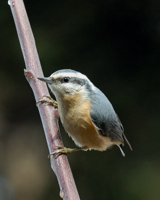 Red-breasted Nuthatchfemale