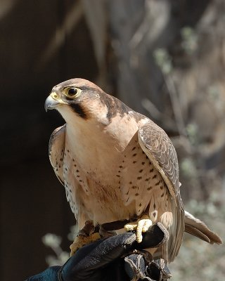 Lanner Falcon adult
