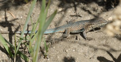 Side-blotched lizard 