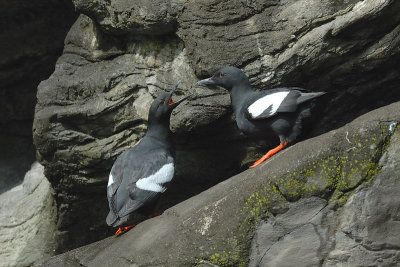 Pigeon Guillemot breeding adults