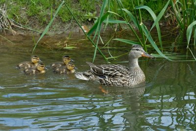 Mallard female and her ducklings