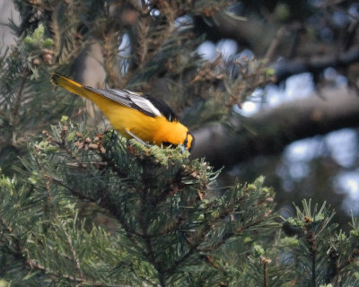 Bullock's Oriole
