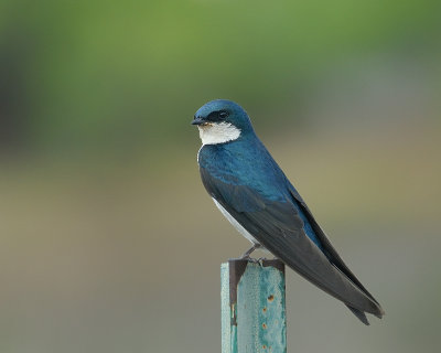 Tree Swallow spring adult male