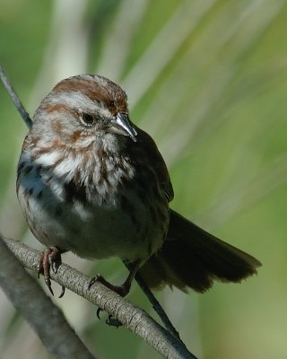 cross billed Song Sparrow