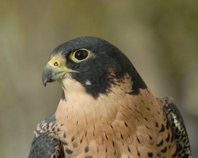 Peregrine anatum adult