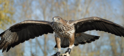 Bonelli's Eagle