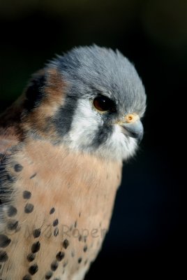 American Kestrel adult male