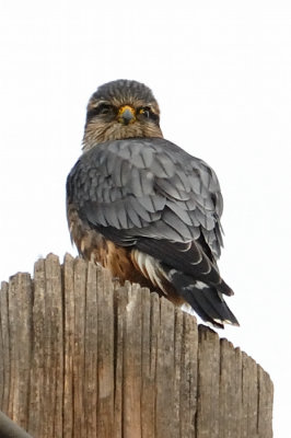 Merlin adult male