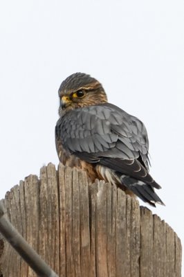 Merlin adult male