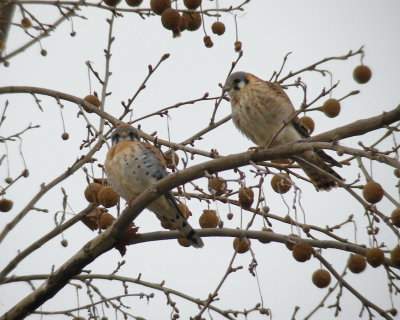 Kestrel pair