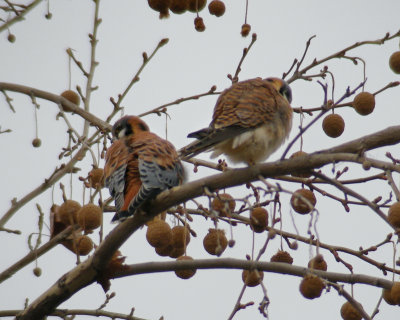 Kestrel pair rear view