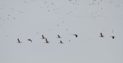 Sandhill Cranes
