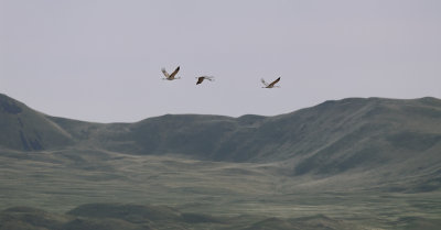 Sandhill Cranes