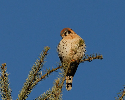 Kestrel male