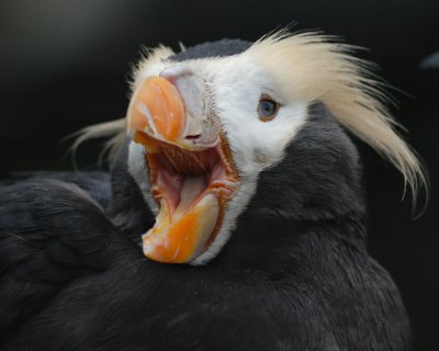 Tufted Puffin