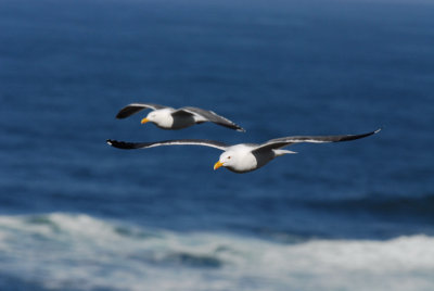 Western Gull