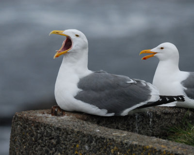 Western Gulls
