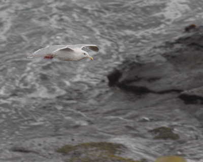 Glaucous-winged Gull