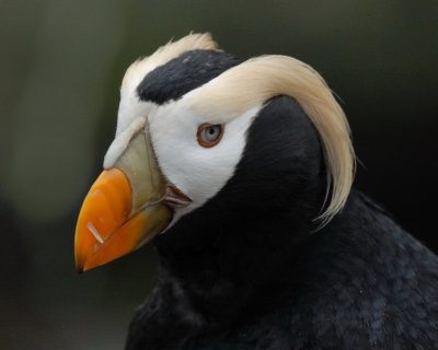 Tufted Puffin