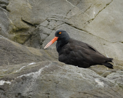 Black Oystercatcher