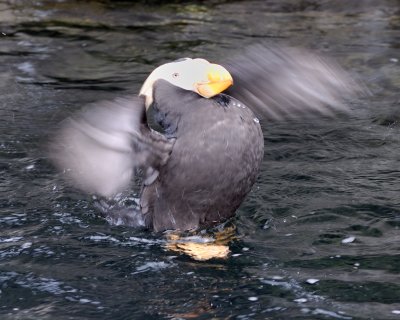 Tufted Puffin walking on water