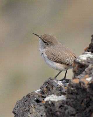 Rock Wren