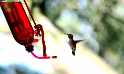 Humming Bird Taking a Breather