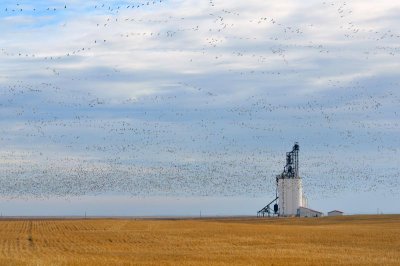 Assiniboia SK - Migration