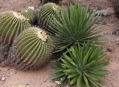 Desert Botanic Garden