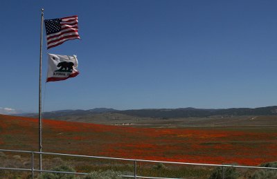 Poppy Reserve