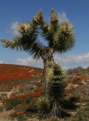 Poppy Reserve