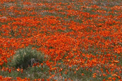 Poppy Reserve