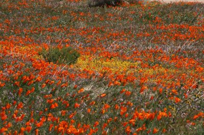 Poppy Reserve