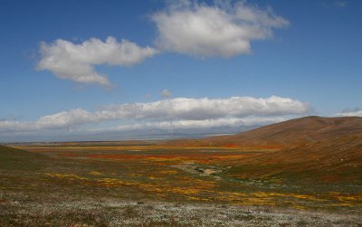 Poppy Reserve