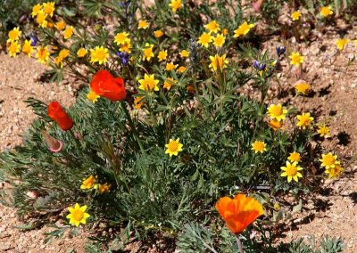 Poppy Reserve