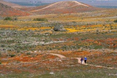 Poppy Reserve
