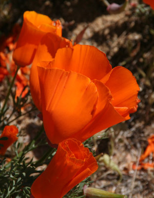 Antelope Valley Poppy Reserve