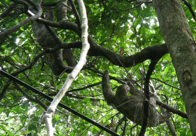 13 Three Toed Sloths.jpg