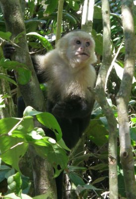 16 Capuchee Monkee.jpg