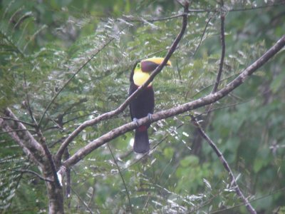 34 Chestnut- mandibled Toucan.JPG