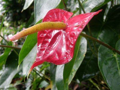 Bird of Paradise