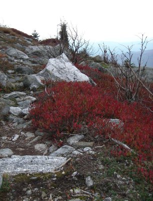 Tumbledown Reds.jpg