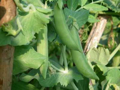 Homegrown peas