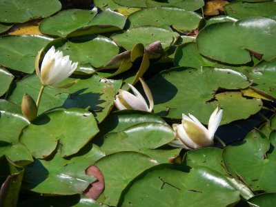 Mighty Tarleton water lilies