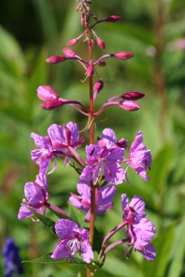 Alaskan Fireweed